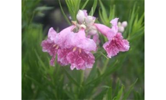 Desert Willow Bubba