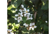 Blackberries