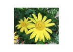 Sunshine Yellow Euryops