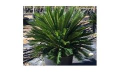 Sago Palms