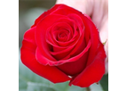 Red Ribbon Roses