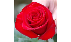 Red Ribbon Roses