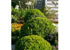 Baby Gem Boxwood