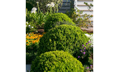 Baby Gem Boxwood