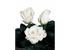 Amelia - Hybrid Tea Roses