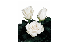Amelia - Hybrid Tea Roses