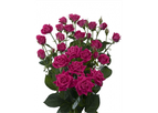 Alicia - Regular Spray Roses