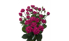 Alicia - Regular Spray Roses