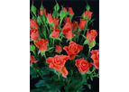 Alegria - Roses