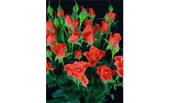 Alegria - Roses
