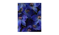 Delphinium Volkerfrieden