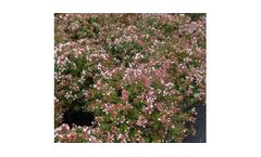 Abelia x Grandiflora `Rose Creek`