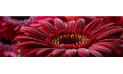 Cut Flowers