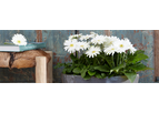 Flori Line - Pot Plants