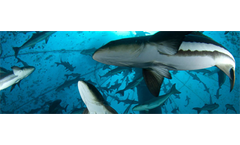 Open Blue Cobia