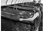 BRA - Tilapia for Industrial Scale