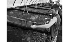 BRA - Tilapia for Industrial Scale