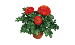 Pratolino - Anemones Ranunculi Poppies Garden
