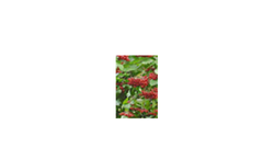 Guelder Rose