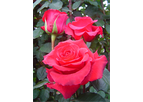 ALIZEE - Cut Roses