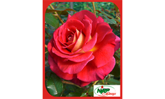 Copacabana - Garden Roses