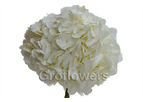 Jumbo White Hydrangea