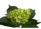 Dark Mini Green Hydrangea