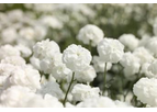 NOBLESSA - Achillea Ptarmica