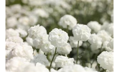 NOBLESSA - Achillea Ptarmica
