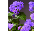 Model Blue Planet F1 - Ageratum Houstonianum
