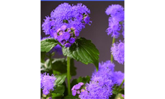 Model Blue Planet F1 - Ageratum Houstonianum
