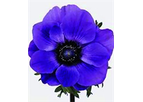 Model Marianne Blue F1 - Anemone Coronaria