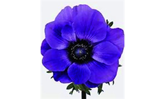 Model Marianne Blue F1 - Anemone Coronaria