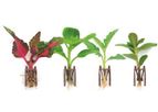 Fides - Groundbreaking Rooting Technology