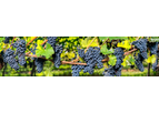 agCommander - Grape Forecaster Module for Viticulture