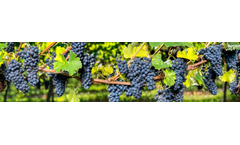 agCommander - Grape Forecaster Module for Viticulture