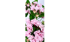BOUVARDIA