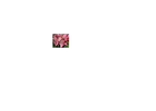 Alstroemeria