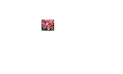 Alstroemeria