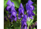 Aconitum napellus Newry Blue
