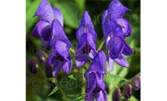Aconitum napellus Newry Blue