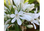 Agapanthus africanus Getty White