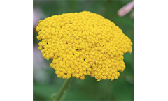 Classic Golden-Flowered Yarrow