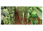 Amiran - Gold Medal Seeds