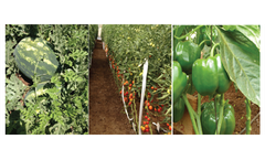 Amiran - Gold Medal Seeds