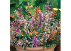 Agastache-Fragrant Delight