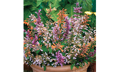 Agastache-Fragrant Delight