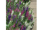 Serenita Hybrid Mix Angelonia Plants
