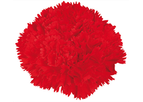 Domingo - Standard Carnation