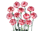 Aitana - Spray Carnation